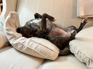A dog named Yoshi lying on her back on a sofa.