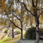 Missouri Botanic Garden